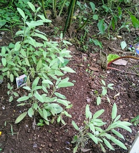 f0042637_08360738.jpg