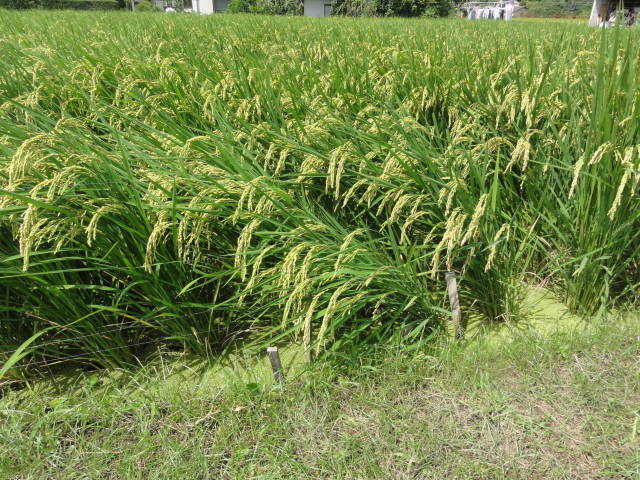 e0126861_17051517.jpg