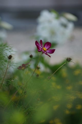 c0162516_15584245.jpg