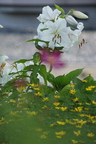 c0162516_15591452.jpg