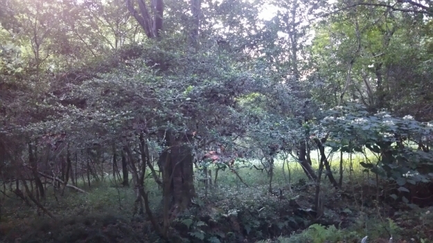 f0191517_08184334.jpg