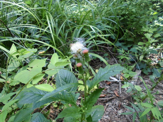 b0181818_08560242.jpg