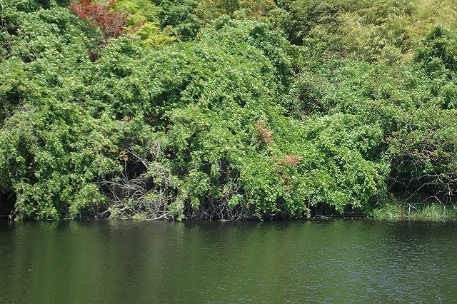 c0369423_23090875.jpg