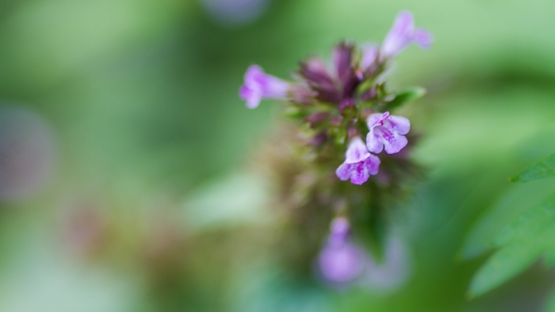 d0060435_12201920.jpg