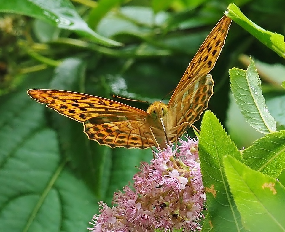 a0248540_10252020.jpg