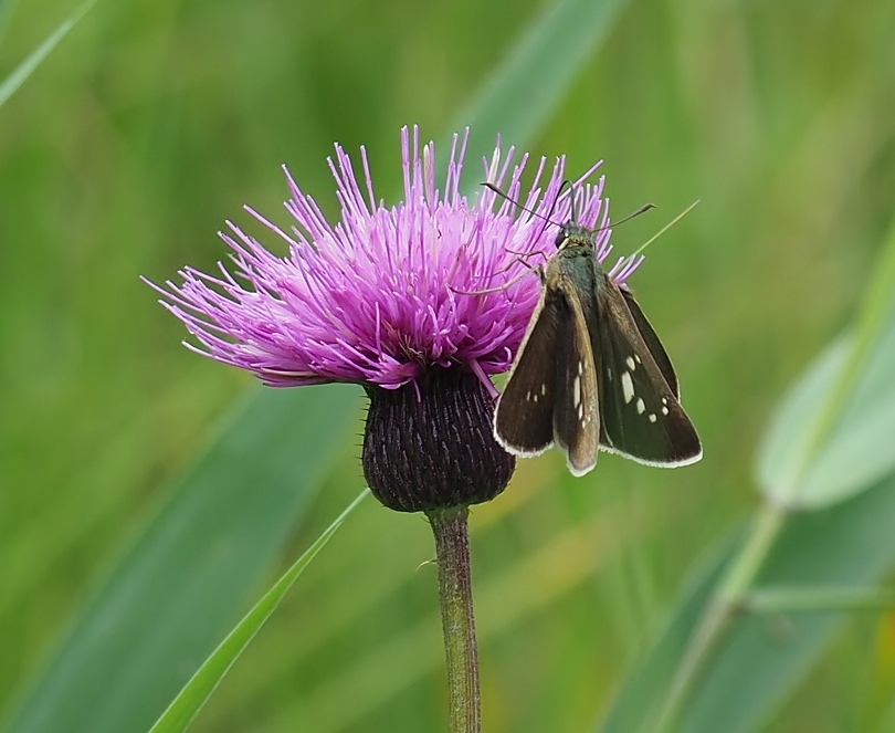 a0248540_10292957.jpg
