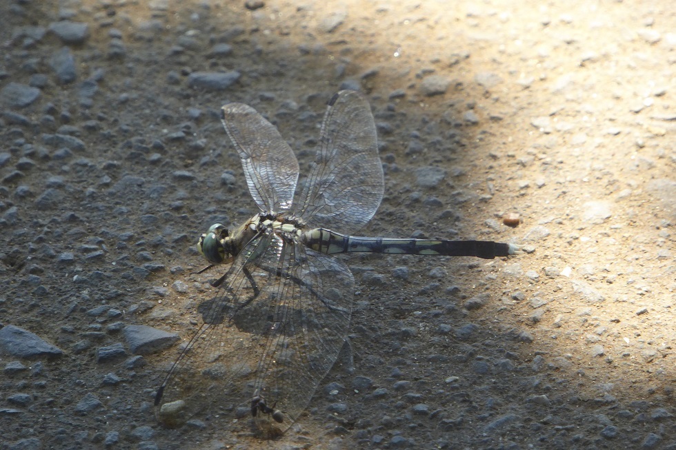 d0288144_23075017.jpg
