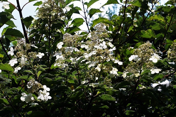 c0248473_16581559.jpg
