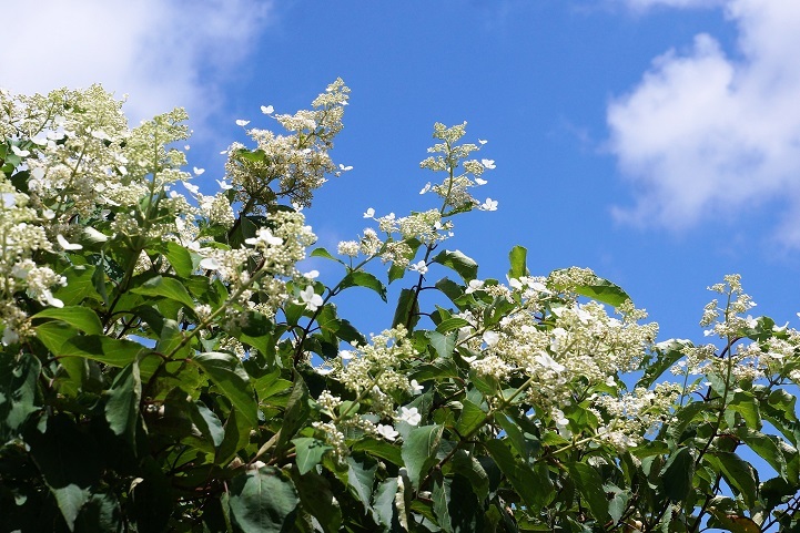 c0248473_16582934.jpg