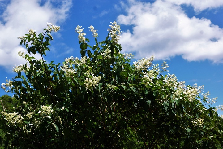 c0248473_16591903.jpg