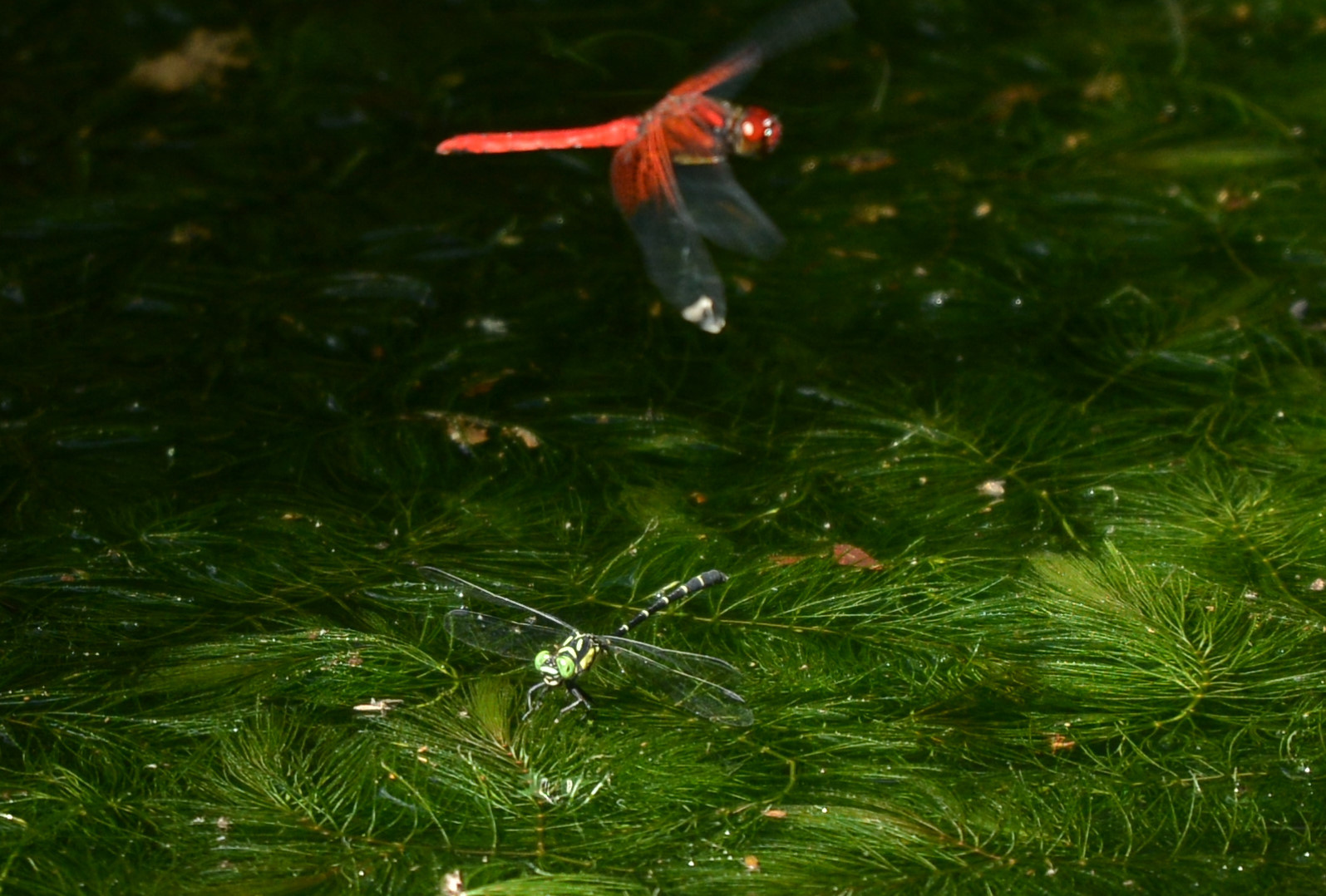 e0353790_16491765.jpg