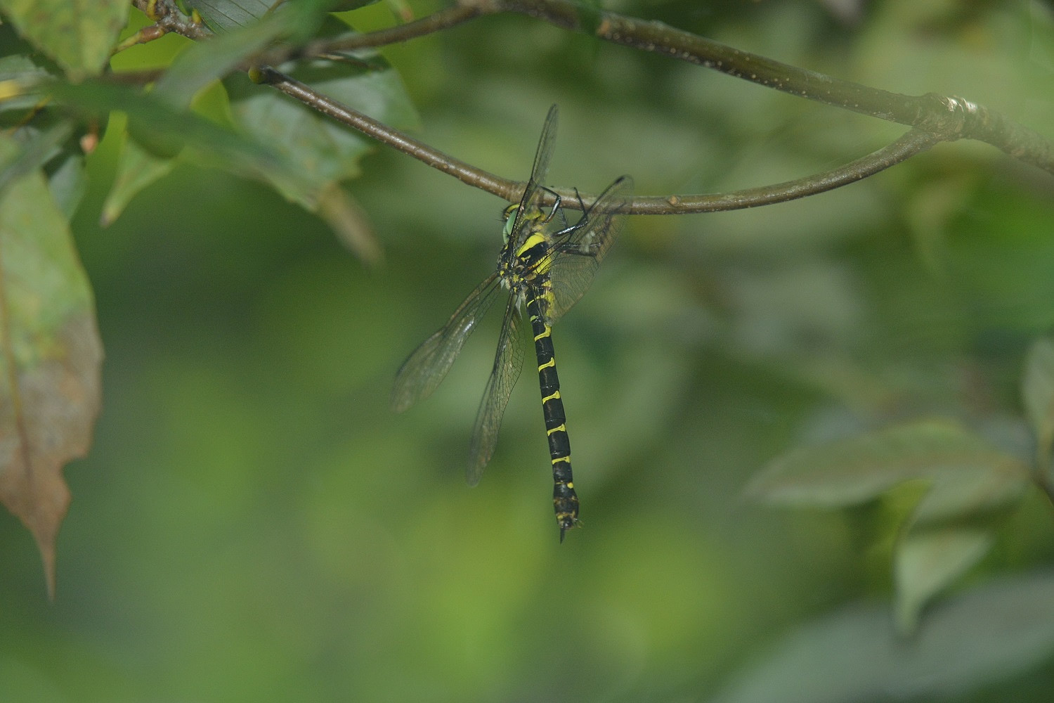 e0353790_22045271.jpg