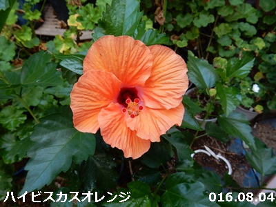 e0033229_1711840.jpg
