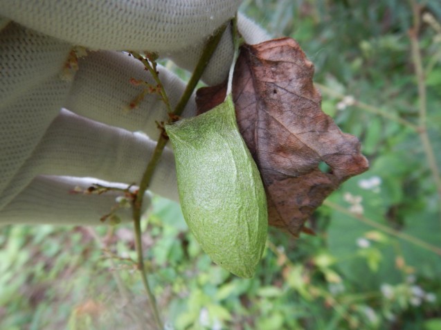 f0118332_23215951.jpg