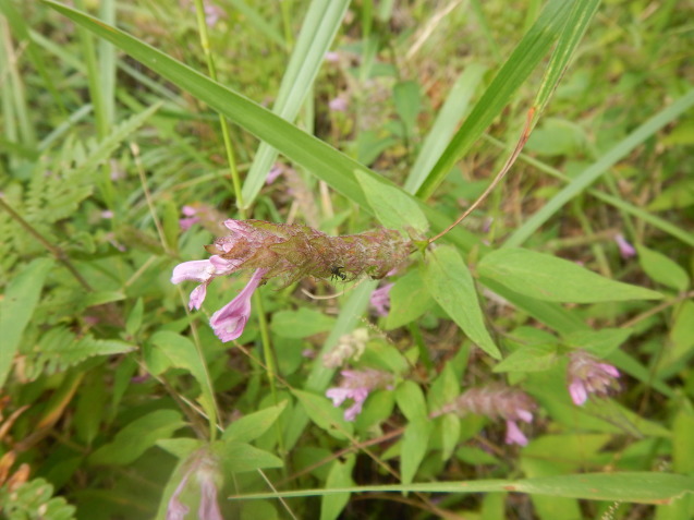 f0118332_23222370.jpg