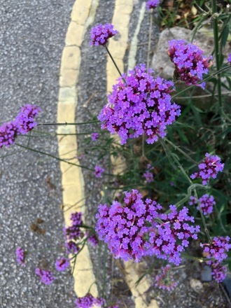 a0199262_17081845.jpg