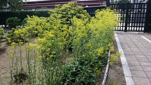 c0100865_13404177.jpg