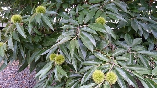 c0100865_13484557.jpg