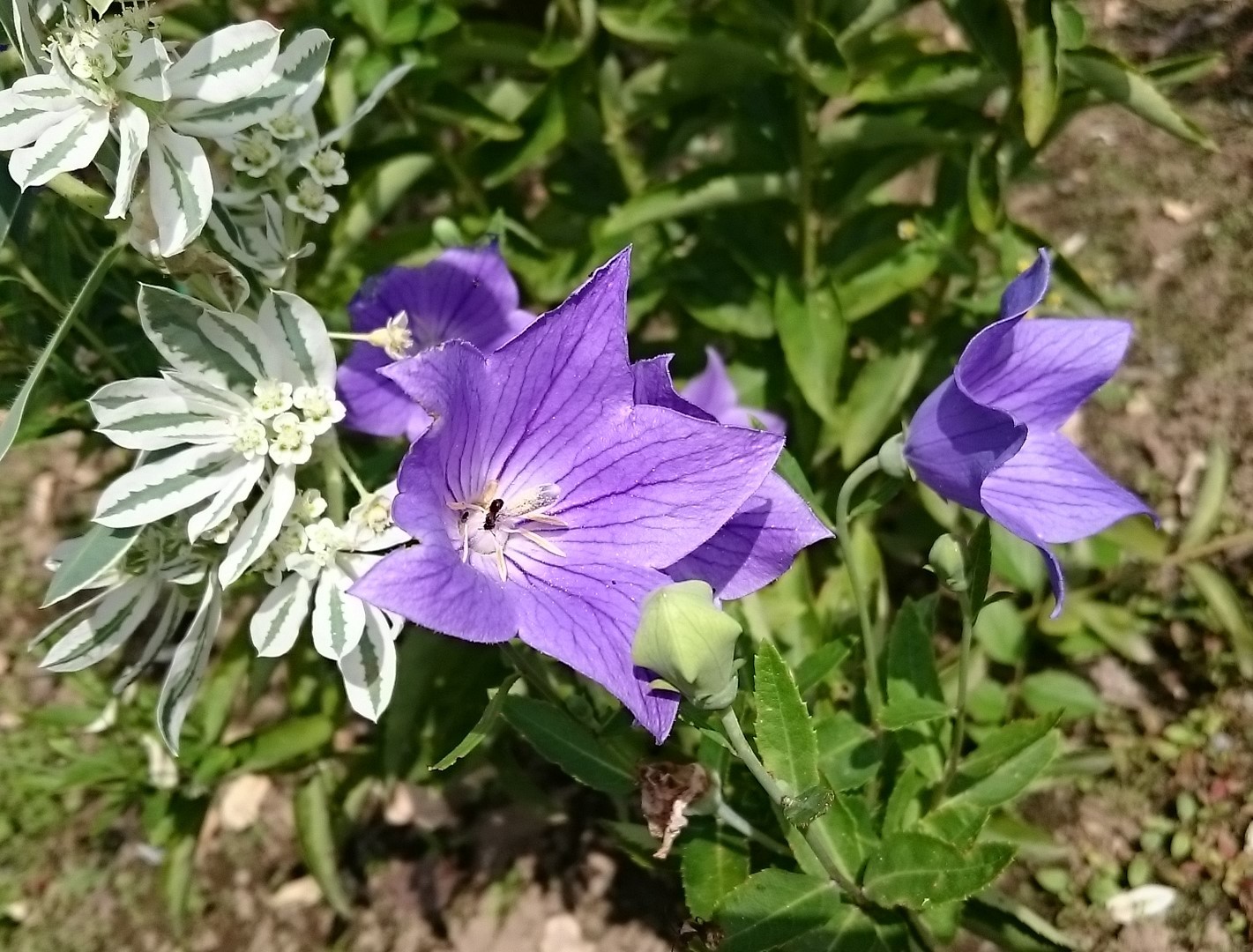 c0100865_13505869.jpg