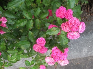 f0325309_21230307.jpg