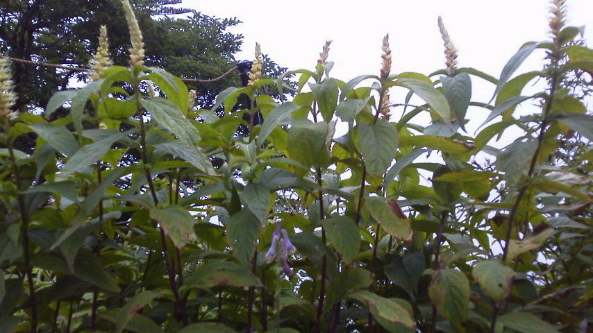 c0089831_2150529.jpg