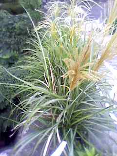 e0150843_7511059.jpg