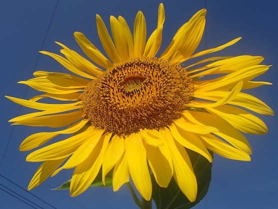e0108765_21230300.jpg