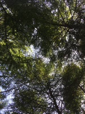c0217871_11005630.jpg