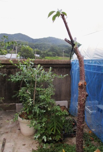 a0346704_17213571.jpg