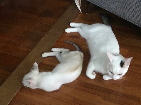 e0359604_17575459.jpeg