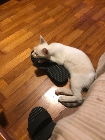 e0359604_18093278.jpeg
