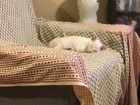 e0359604_18110061.jpeg