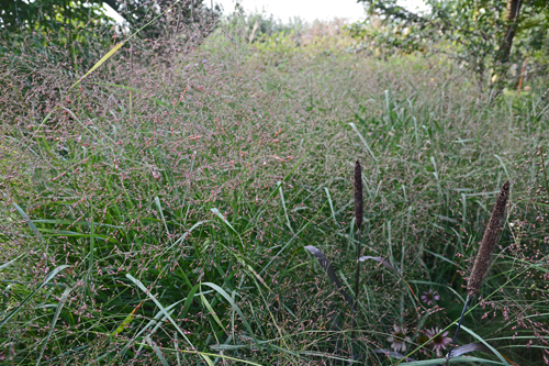 c0107129_137325.jpg