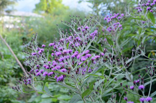 c0107129_1455359.jpg