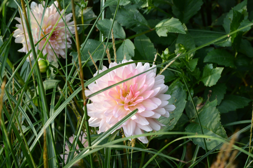 c0107129_1465350.jpg
