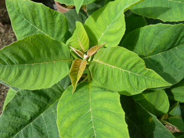 e0278968_20454940.jpg