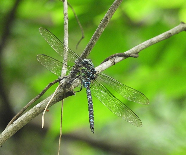 f0378979_21103119.jpg