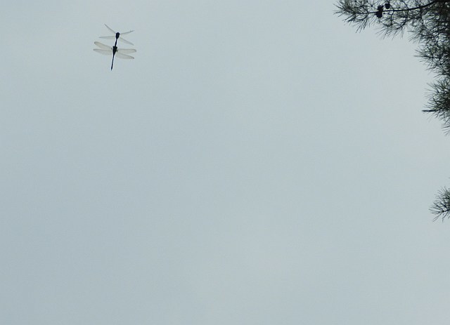 f0378979_21413879.jpg