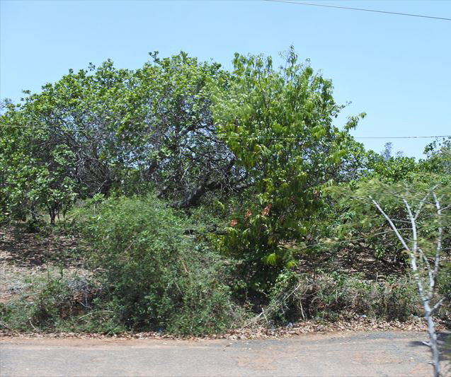f0167281_11241074.jpg
