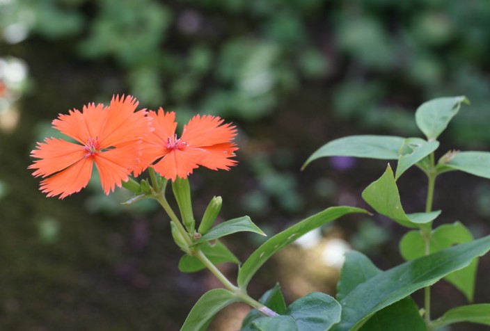 c0144185_1534783.jpg