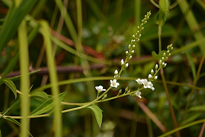 a0240403_10132213.jpg