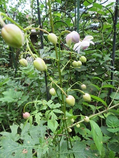 f0325309_18462077.jpg