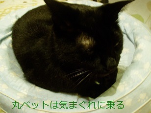 b0200310_10244621.jpg