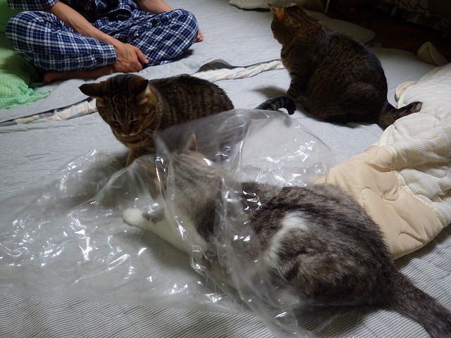 a0337237_15403133.jpg