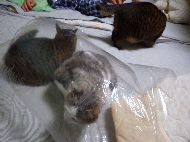 a0337237_15403390.jpg