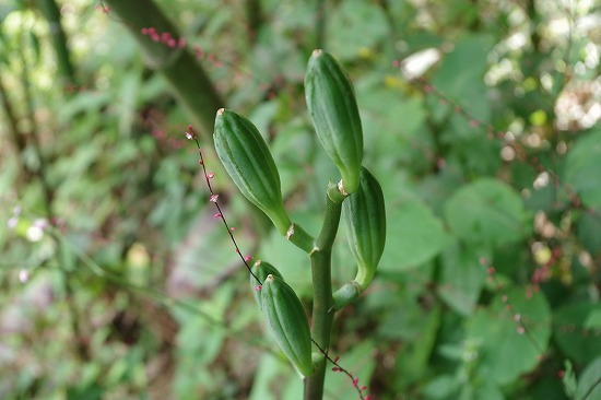 f0114346_06455311.jpg