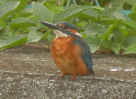 e0172950_20441253.jpg