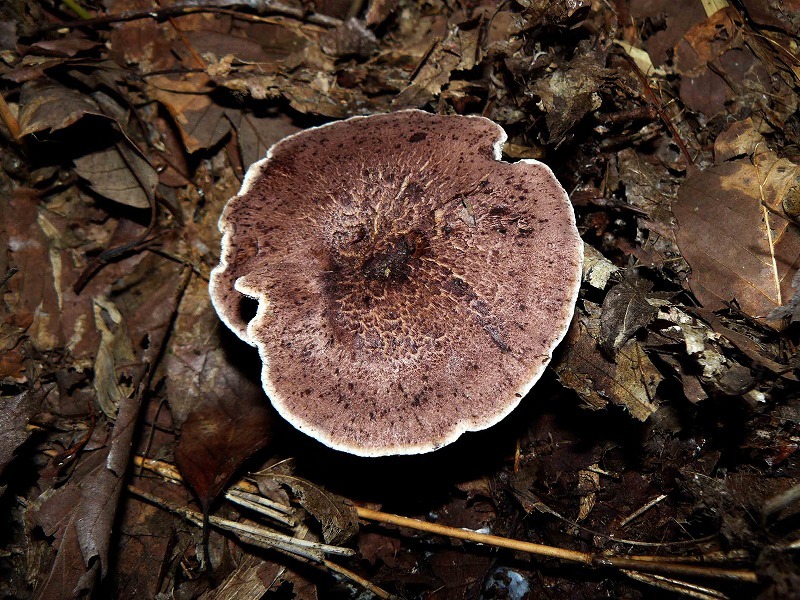 d0019074_06465551.jpg