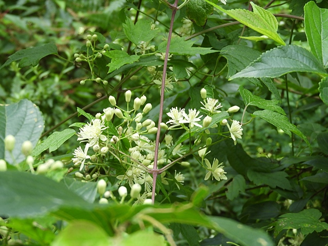f0357487_05148.jpg
