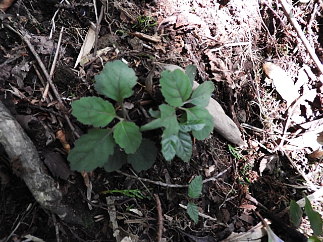 f0357487_1133049.jpg